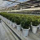 지연농장 | 겨울에도 멈추지 않는 생장,식물등 ‘햇살아래’가 만들어낸 화훼농장의 변화