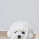 금쪽같은내강아지수제간식 이미지