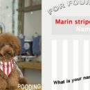 마린독스 이미지