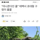 “아나콘다인 줄” 태백서 초대형 구렁이 출몰 이미지