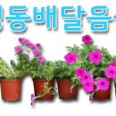 원조 등뼈구이 감자탕 이미지