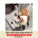 강아지를 찾습니다! 치와와 믹스견/경남 창원시 진해구 중초로 복개천 주차장 근처(경화동 집을 나갔습니다. 노견/백내장) 이미지