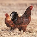 푸른가축병원 이미지