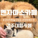 경주카페 추천 골든리트리버와 고양이와 놀 수 있는 벤자마스카페 | 내돈내산 솔직후기