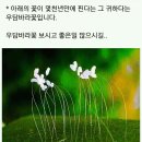 우담바라 Daum카페
