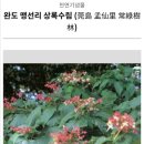 완도 맹선리 상록수림 이미지