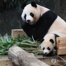 판다 이미지