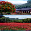 ▶9월29일(토)30일 선운사 꽃무릇 /도깨비촬영지 학원농장 메밀꽃축제로 여행 갑니다~ 이미지