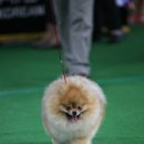 강남켄넬 이미지