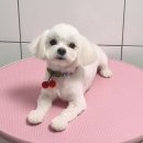 오룡애견미용 이미지