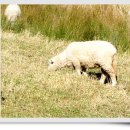 운기목장 이미지