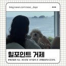 거제애견 | &lt;거제도_애견동반숙소&gt; 힐포인트 거제 대대대만족 후기