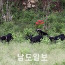 도내흑염소 남도일보