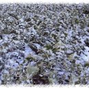 서리축산 이미지