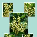 대덕산삼형제농장 이미지