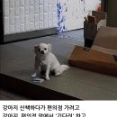 멍멍 이미지
