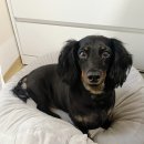 견생미생 이미지