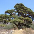 우황청심원 의 솔표 소나무 이미지