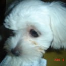 혹시 잠원동에서 흰 남아 말티즈 목격하신분 없나요? 이미지