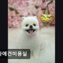 보라애견미용실 - 평택시 안현로서6길 5 | 보라애견미용실