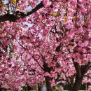 여왕길 | 벚꽃 나들이 어디 갈까 고민 끝! 경주 겹벚꽃 불국사 Vs 선덕여왕길 비교 후기
