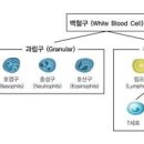 백혈병 초기 백혈구 수치 높으면 체크 이미지