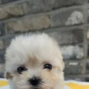 야옹아 멍멍해봐 세종점 이미지