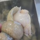 포항백골뱅이