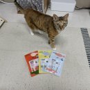 참치랑연어 | 고양이 영양간식 ‘꼬뜨 캣스틱’ 3종 치킨,참치,연어 후기 + 츄르탕 레시피