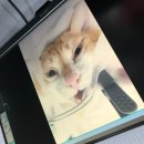 심동물병원 | 고양이 중성화 비용+시기 / 수컷냥이 수술후기!(남해,사천,삼천포 동물병원)