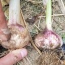 홍산농장 이미지