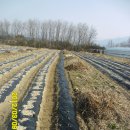 2012년 수확을 앞둔 설봉농장의 감자 성장기 이미지