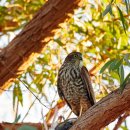 【옷깃새매 Collared sparrowhawk】 「목 뒤에 뚜렷한 밤색의 반쪽 깃(half-collar)」 이미지