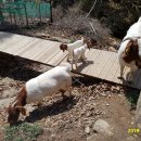 아기염소 이미지