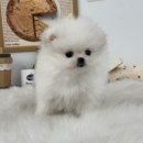 인천강아지분양 멍그레 | 인천강아지무료분양 후기, 말티즈·말티푸·비숑·푸들 직접 보고 느낀 점