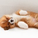 압구정웰동물병원 이미지