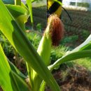 영미민박 이미지