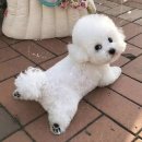 푸숑푸숑 이미지