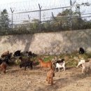 문안산 흑염소 이미지