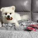 하이비오 이미지