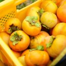 선바우농장 이미지