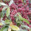 묘수농장 이미지