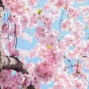 벚꽃플러스 이미지