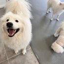 원애견&뭉까두까 이미지