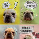 놀러오개 애견유치원 애견호텔 에버랜드점 | 🐶 [용인 애견유치원] 강아지들의 천국, '놀러오개 용인에버랜드점'