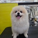 댕곤댕곤 이미지