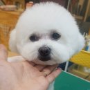 반갑다(반려견이 갑이다) | 성남동 애견미용 만족스러운 곳