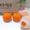 제주탐스런귤자매