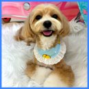 도그유토피아 살롱 이미지