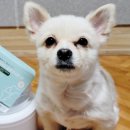펫니즈 이미지